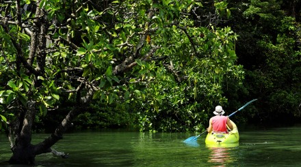 La mangrove en canoë