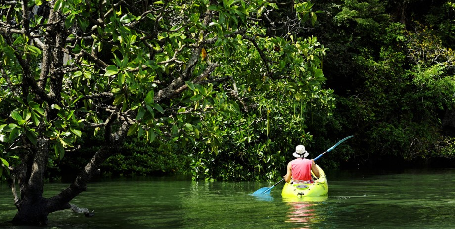 La mangrove en canoë