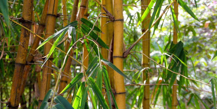 Les multiples facettes du bambou