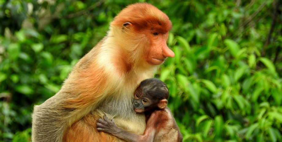 Rencontre avec les orangs outans