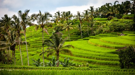 Le nord de Bali